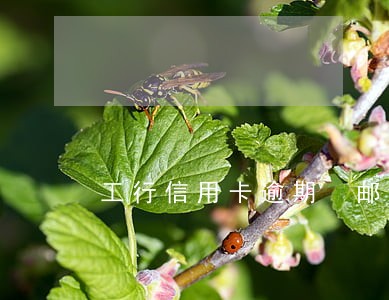 工行信用卡逾期 邮寄信件